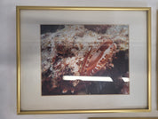 Underwater Photography Framed Prints by Vince Matulewich, set of 3 - Eastern Sports