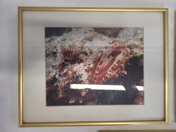 Underwater Photography Framed Prints by Vince Matulewich, set of 3 - Eastern Sports