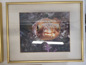 Underwater Photography Framed Prints by Vince Matulewich, set of 3 - Eastern Sports