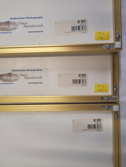 Underwater Photography Framed Prints by Vince Matulewich, set of 3 - Eastern Sports