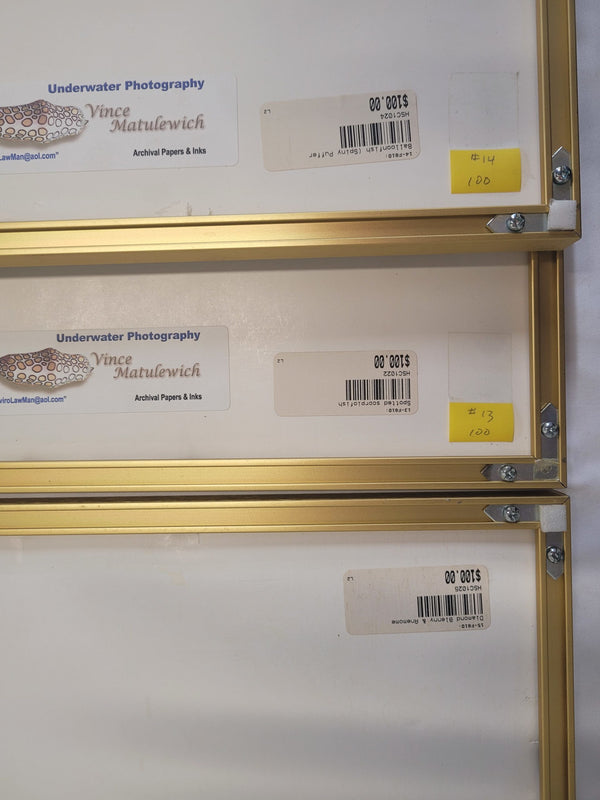 Underwater Photography Framed Prints by Vince Matulewich, set of 3 - Eastern Sports