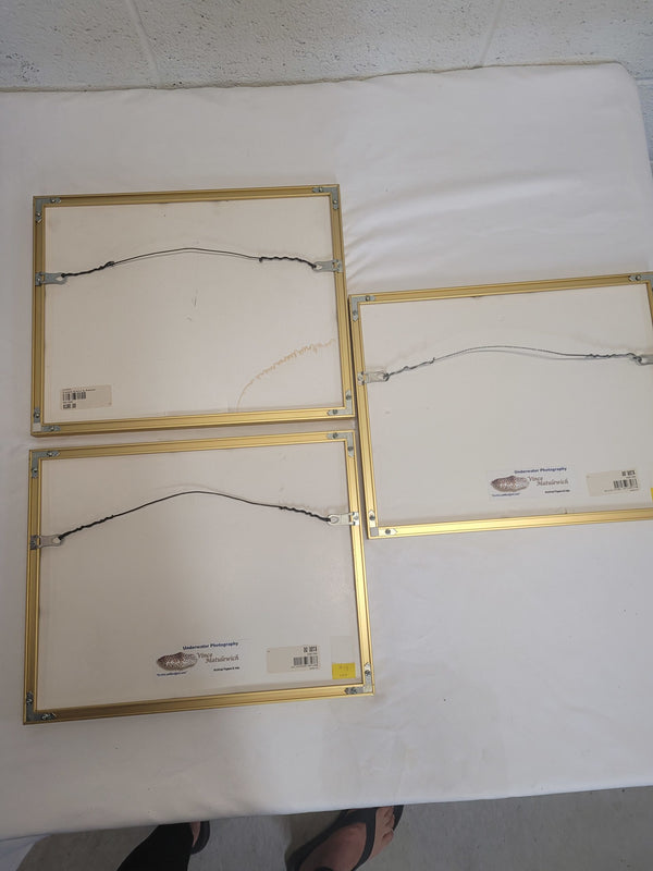 Underwater Photography Framed Prints by Vince Matulewich, set of 3 - Eastern Sports