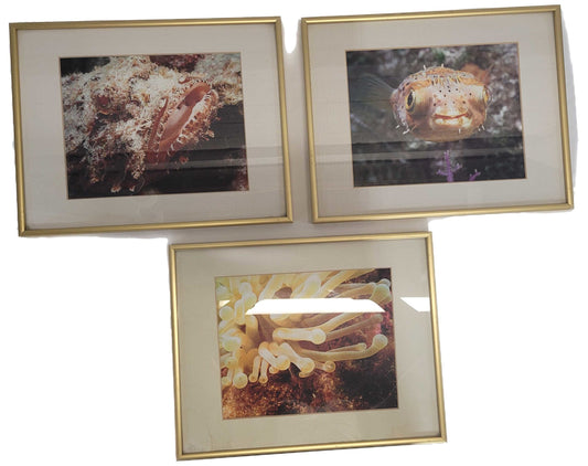 Underwater Photography Framed Prints by Vince Matulewich, set of 3
