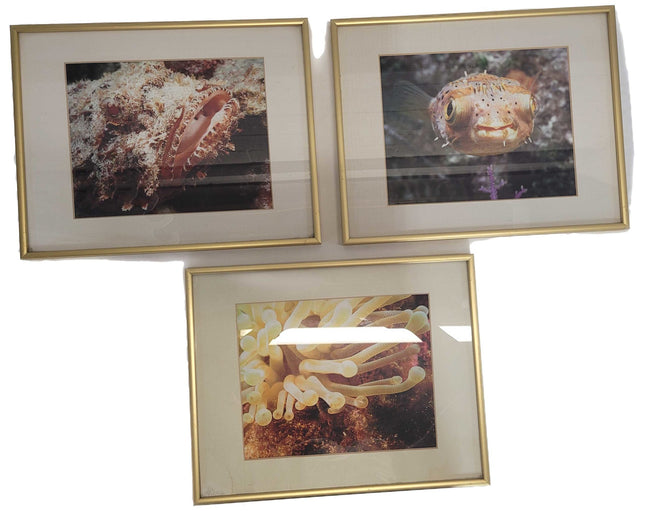 Underwater Photography Framed Prints by Vince Matulewich